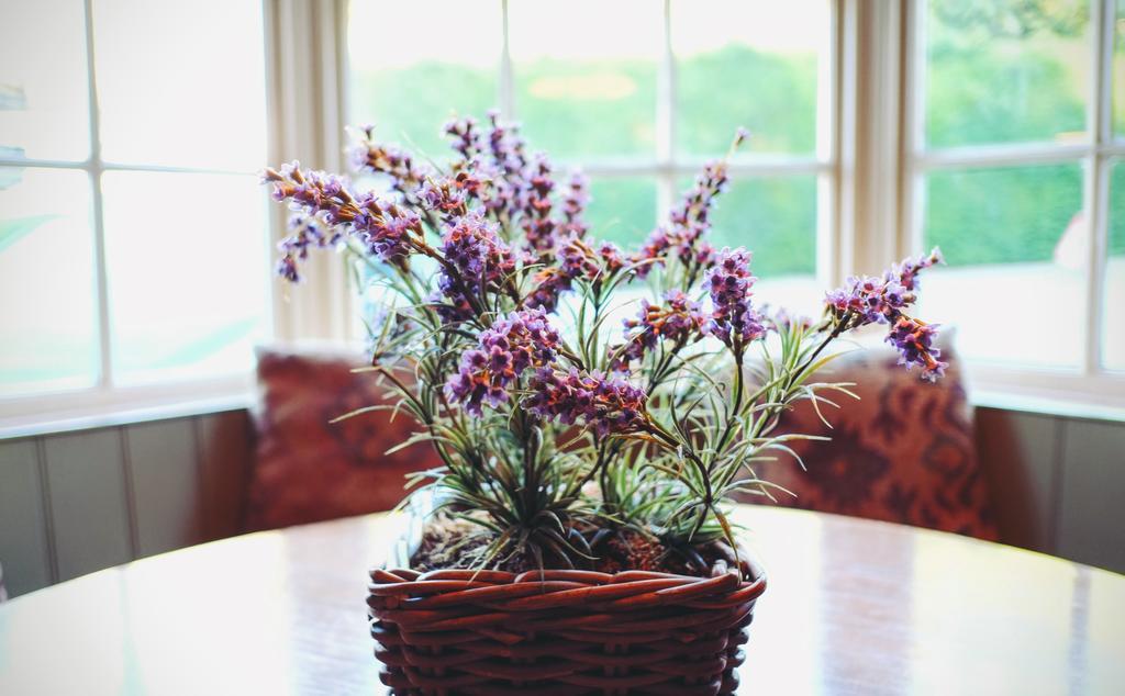 Hambro Arms Hotel Milton Abbas Екстериор снимка